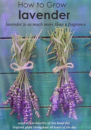 Read How to Grow lavender : lavender is so much more than a fragrance - Solom Brokamany file in PDF